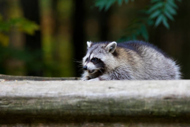 istock Raccoon portrait 1056455768