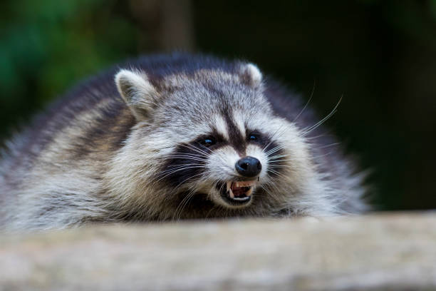 istock Raccoon portrait 1056455832