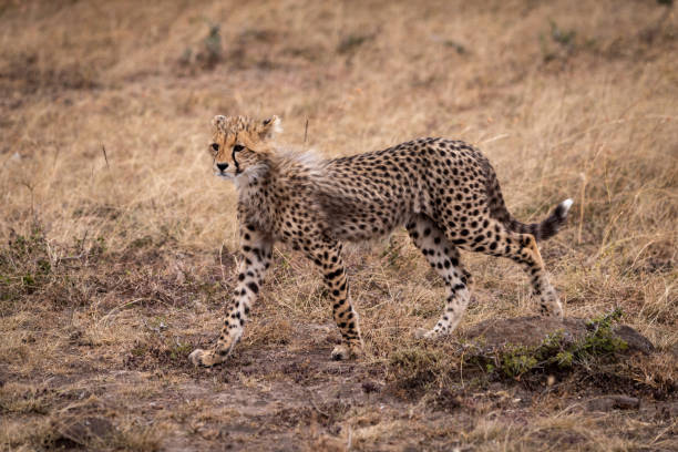 istock Cheetah cub walking in grassland stares ahead 1056455864