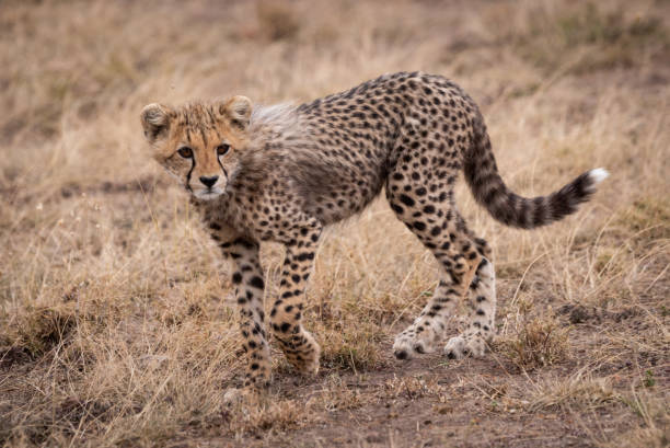 istock Cheetah cub walking in grassland turns head 1056455866