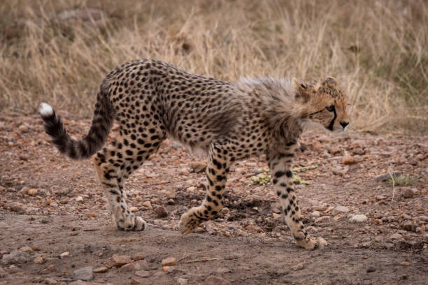 istock Cheetah cub walking on track in grassland 1056455868