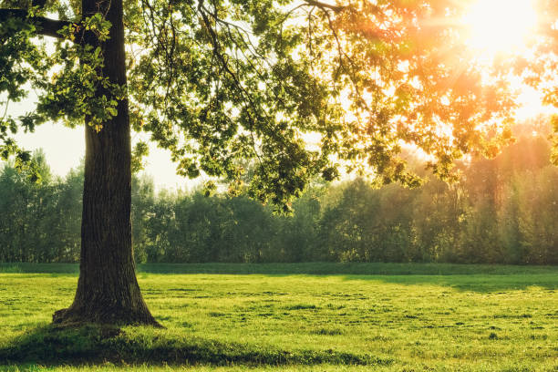 istock Beautiful oak tree with the sun in the foliage 1056455914