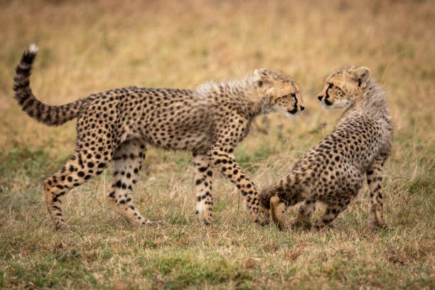 istock Cheetah cub walks towards another sitting down 1056455998