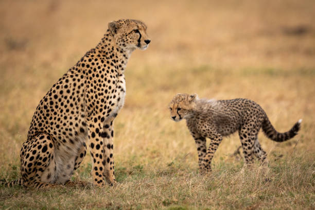 istock Cheetah cub walks towards mother on grass 1056456008