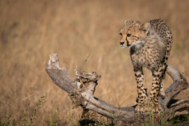 istock Cheetah cubs balancing on log looks left 1056456098