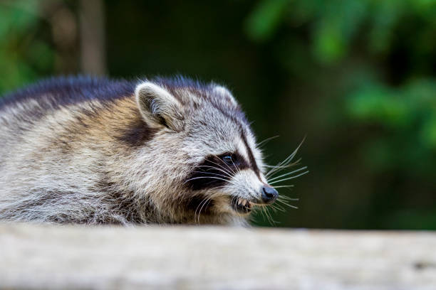 istock Raccoon portrait 1056457240