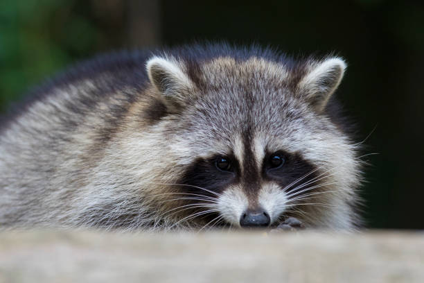 istock Raccoon portrait 1056459528