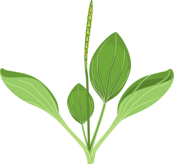 pisang raja yang lebih besar atau plantago mayor. tanam dengan daun hijau dan perbungaan terisolasi di latar belakang putih - plantaginales ilustrasi stok