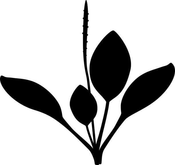 illustrazioni stock, clip art, cartoni animati e icone di tendenza di sagoma di piantaggine maggiore o plantago maggiore. pianta con foglie e infiorescenza isolata su sfondo bianco - plantain major herb greater