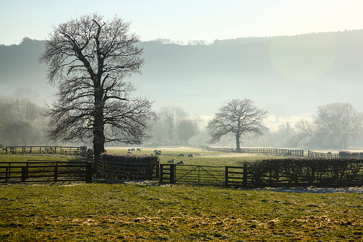 Field containing sheep on a misty winters day in Wharfedale Yorkshire England UK