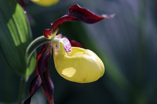 Lady Slipper (Cypripedium calceolus ) flower (backlit) in the protected nature area, Schaffhausen, Switzerland