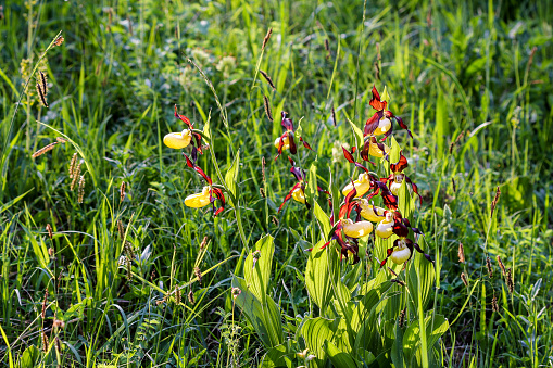 Lady Slipper (Cypripedium calceolus ) flowers (backlit) in the protected nature area, Schaffhausen, Switzerland
