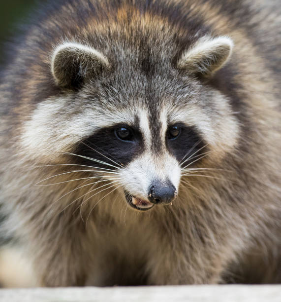 istock Raccoon portrait 1056460250