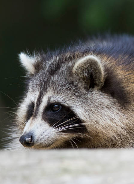 istock Raccoon portrait 1056460312