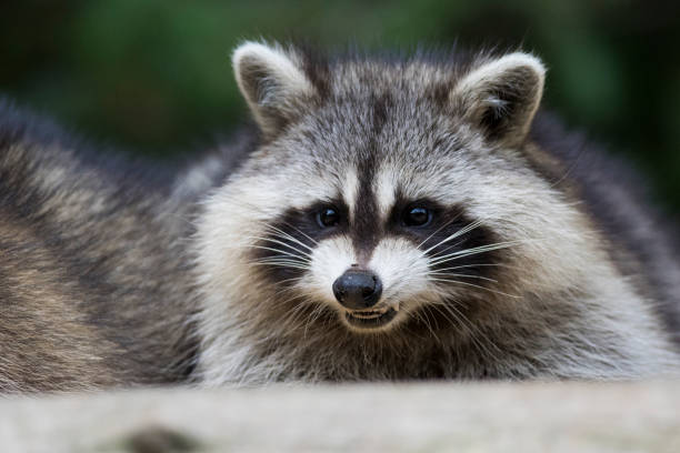 istock Raccoon portrait 1056460510