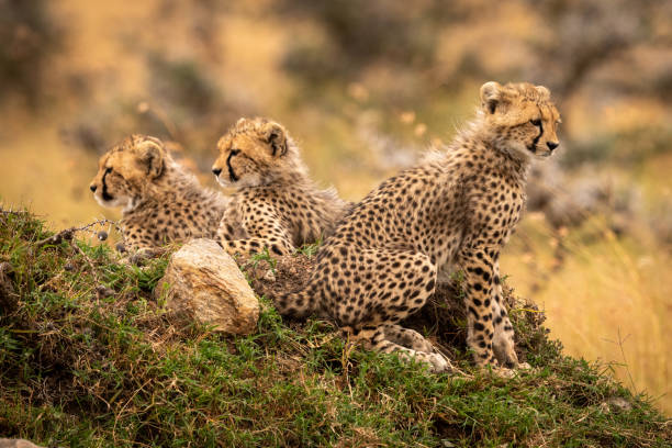 istock Cheetah cubs look out from rocky mound 1056460516