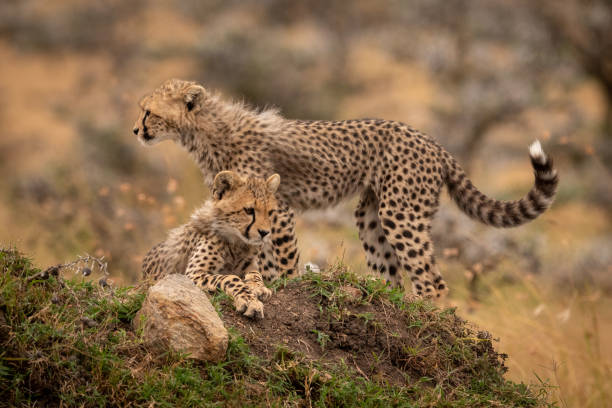 istock Cheetah cubs lying and standing on mound 1056460542