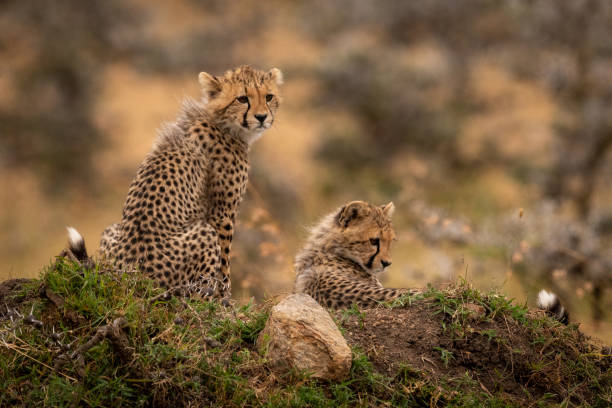 istock Cheetah cubs sitting and lying on mound 1056460606