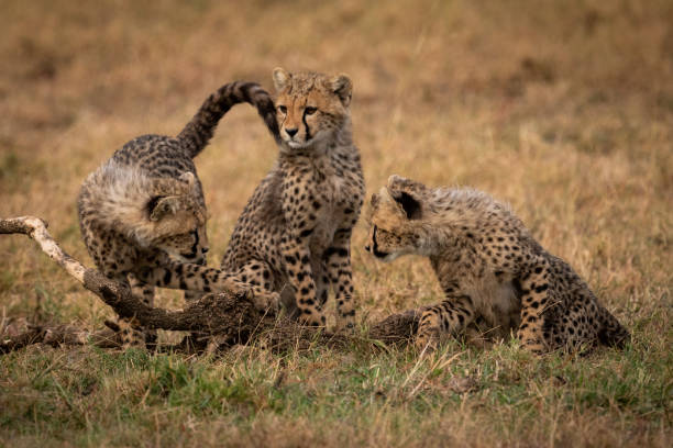 istock Cheetah cubs watch each other beside sibling 1056460638