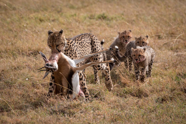 istock Cheetah drags Thomson gazelle followed by cubs 1056460882