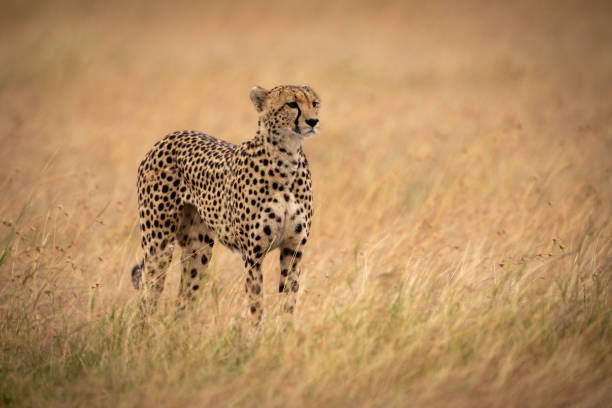 istock Cheetah in long grass stands staring right 1056461528