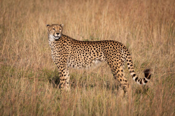 istock Cheetah in profile looks back in grass 1056461704