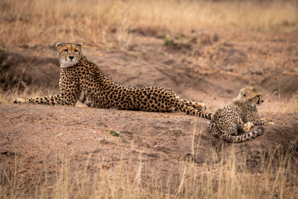 istock Cheetah lies beside cub on earth mound 1056461756