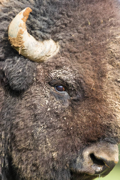 huge male american bison - north dakota imagens e fotografias de stock