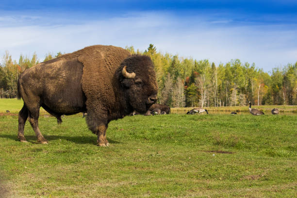 gran bisonte americano macho - south dakota fotografías e imágenes de stock