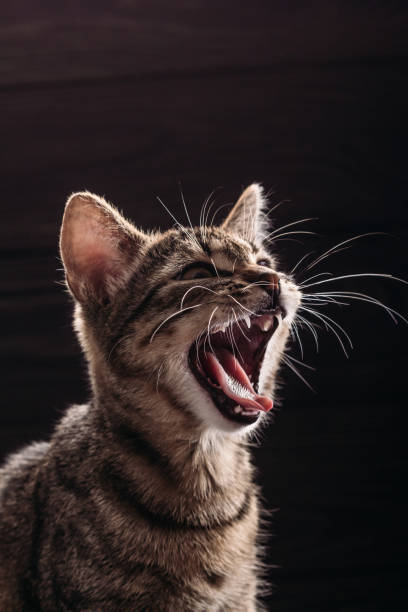 istock Cat yawns to the full mouth 1056462964