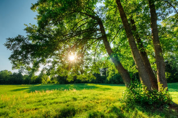 istock Beautiful summer landscape with oak and sun 1056463004