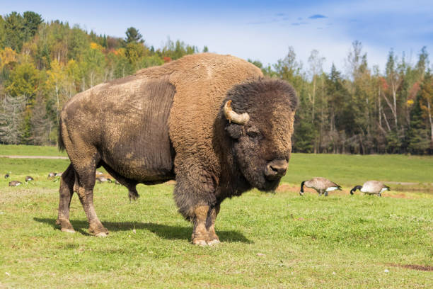 huge male american bison - north dakota imagens e fotografias de stock