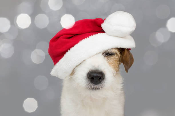 mignon jack russell chien coiffé d’un chapeau de noël rouge. isolé sur fond gris. - santa dog photos et images de collection