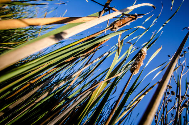 Artistic view looking up at cattails in a swamp