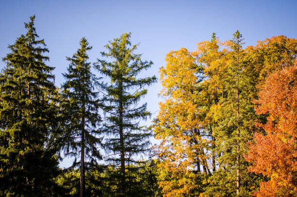 istock Fall foliage with yellow, green and orange colors against a blue sky 1056465804