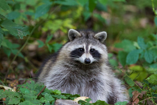 istock Raccoon in autumn 1056466648