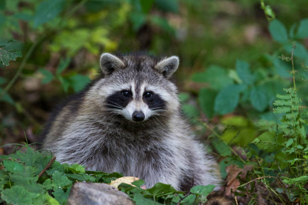 istock Raccoon in autumn 1056466674