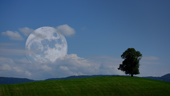 single tree on hill, moon rising