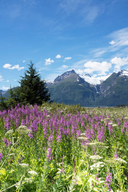 istock Summer near Haines Alaska 1056468656