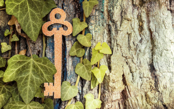 istock Golden Key hidden in the tree 1056469172