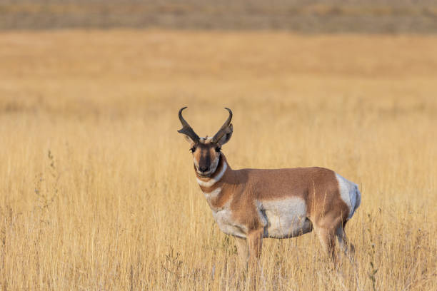 istock Pronghorn Antelope Buck in Fall 1056471572