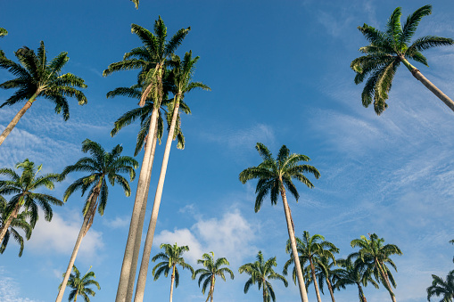 upward view of palm trees against the blue sky.