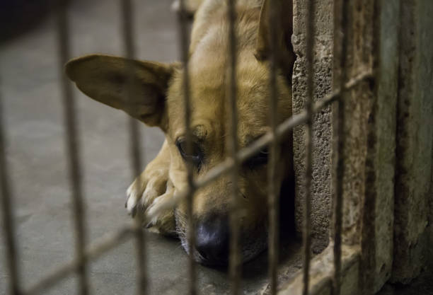 istock Abandoned and caged dogs 1056473642