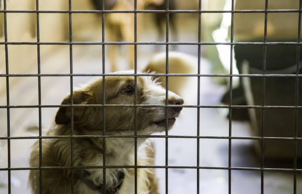 istock Abandoned and caged dogs 1056473650