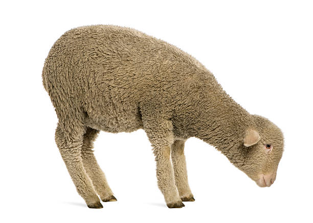 Close up portrait of a young lamb outdoors.