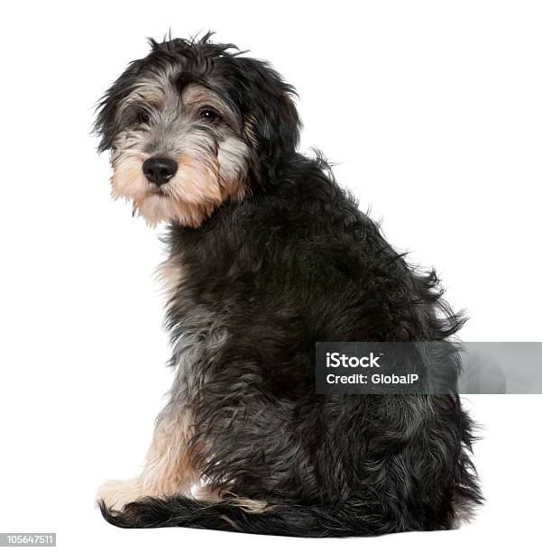 Rückansicht Eines Crossbreed Sie In Die Kamera Blickt Sitzbereich Stockfoto und mehr Bilder von Hund