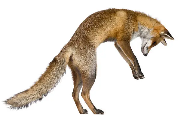 Photo of Side view of Red Fox, standing on hind legs.