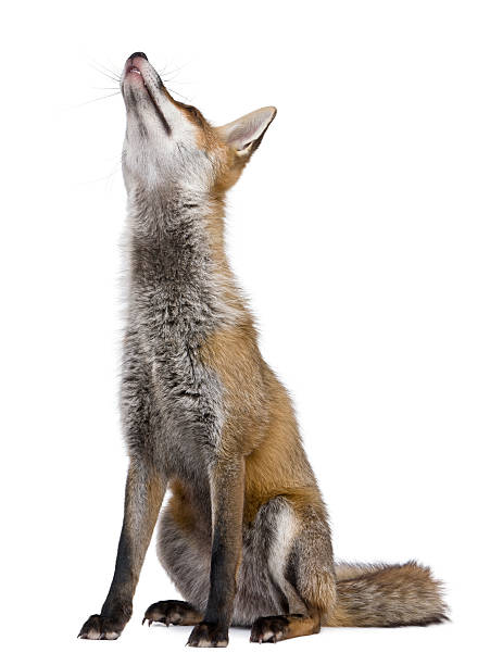 istock Side view of Red Fox, sitting and looking up. 105647563