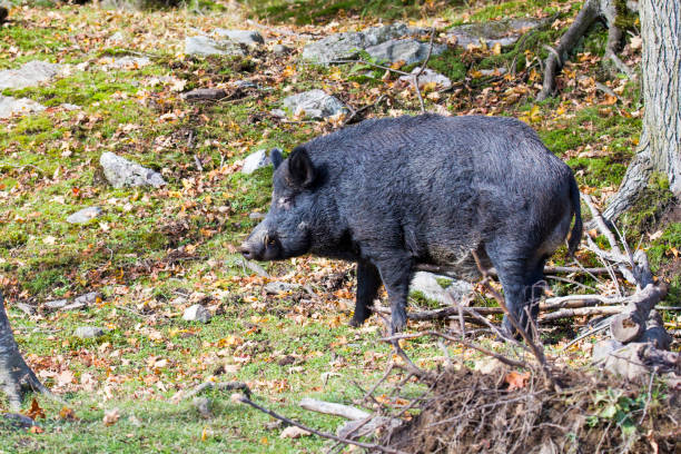 istock Male wild boar 1056483590