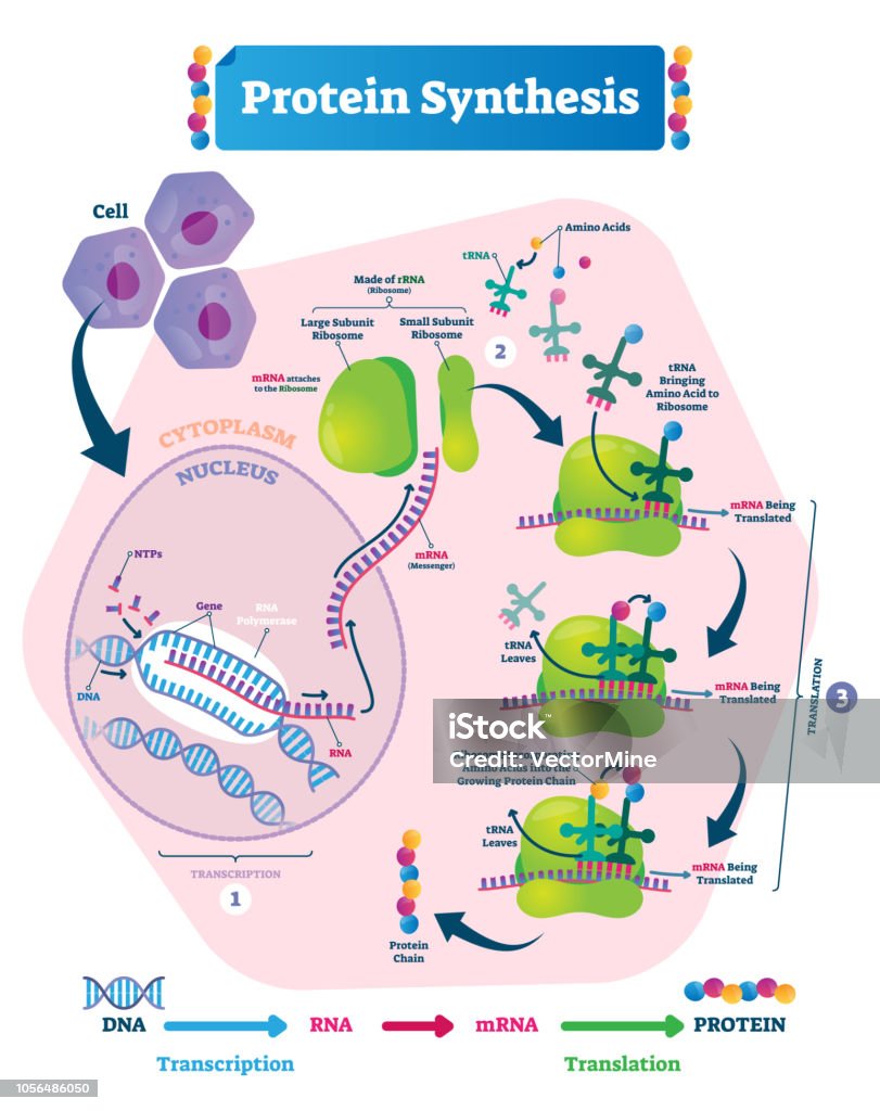 Protein Synthesis Vector Illustration Transcription And Translation Stock  Illustration - Download Image Now - iStock